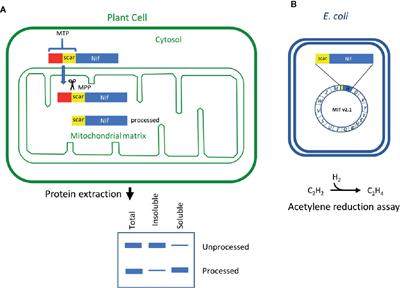 A Synthetic Biology Workflow Reveals Variation in Processing and Solubility of Nitrogenase Proteins Targeted to Plant Mitochondria, and Differing Tolerance of Targeting Sequences in a Bacterial Nitrogenase Assay
